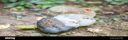 Quail poultry for sale: 🐦 JAPANESE & CHINESE QUAILS FOR SALE 🐦 - Advert 2