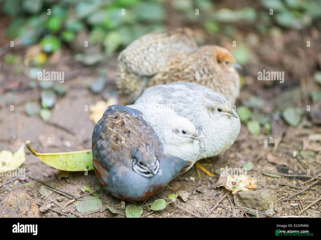 Quail poultry for sale: 🐦 JAPANESE & CHINESE QUAILS FOR SALE 🐦 - Advert 2