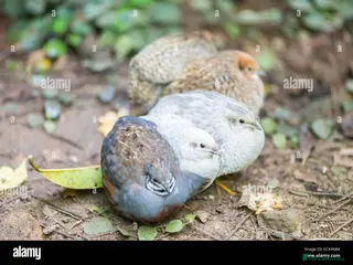 Quail poultry 🐦 JAPANESE & CHINESE QUAILS FOR SALE 🐦 - Advert 2