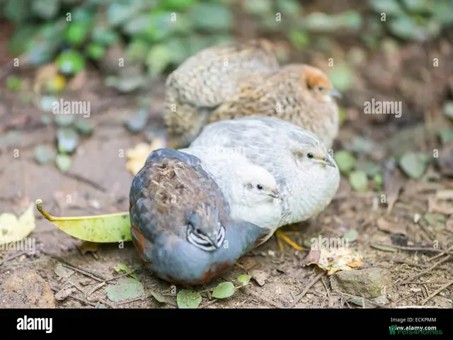Quail poultry 🐦 JAPANESE & CHINESE QUAILS FOR SALE 🐦 - Advert 2
