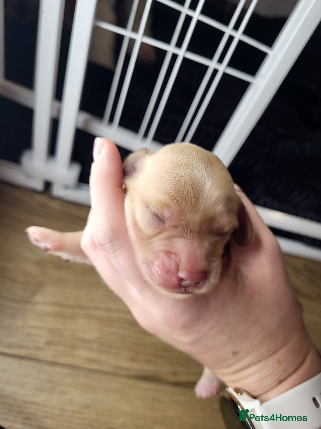 Cockapoo dogs for sale: 🐾 F1bb Red Cockapoo Puppies 🐾 - Advert 10