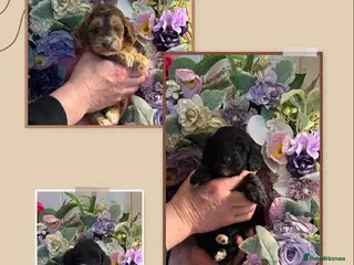 Cockapoo dogs 4 left dna clear gorgeous Cockerpoo puppies - Advert 1
