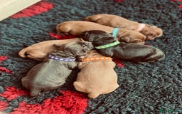 Cocker Spaniel dogs for sale: 🐶🐶🐶6 STUNNING WORKING COCKER SPANIELS🐶🐶🐶 - Image 2