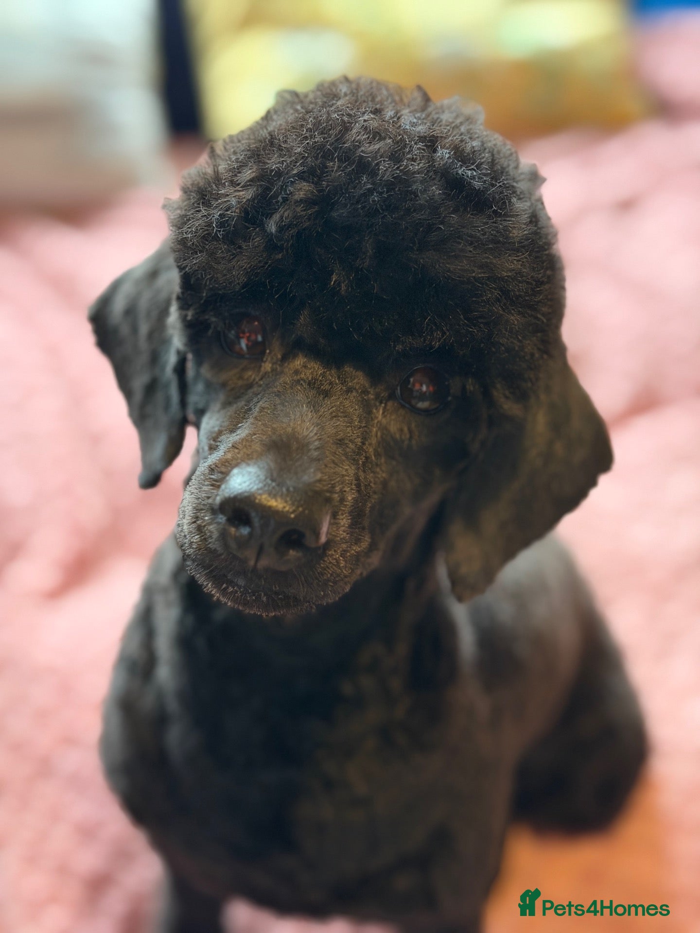 Toy Poodle dogs KC REGISTERED BLACK TOY POODLE FEMALE - Advert 3