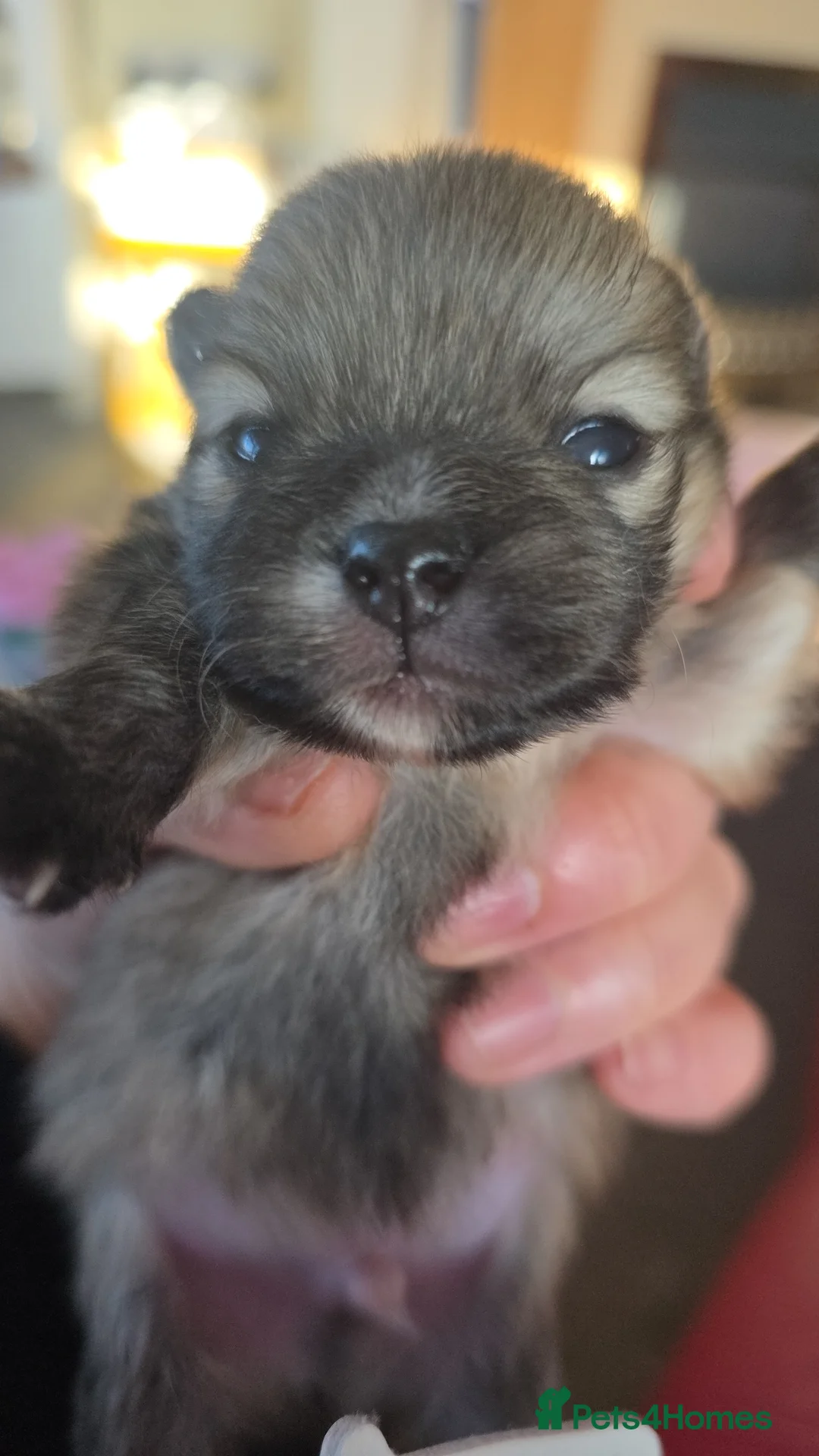 Pomeranian dogs for sale: KC registered Pomeranian Male Pups - Advert 1