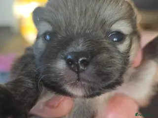 Pomeranian dogs KC registered Pomeranian Male Pups - Advert 7