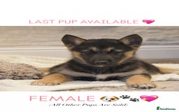 Siberian Husky dogs for sale: 🐾 Husky X German Shepherd Puppies 🐾 - Image 1