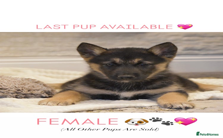 Siberian Husky dogs - Advert 3