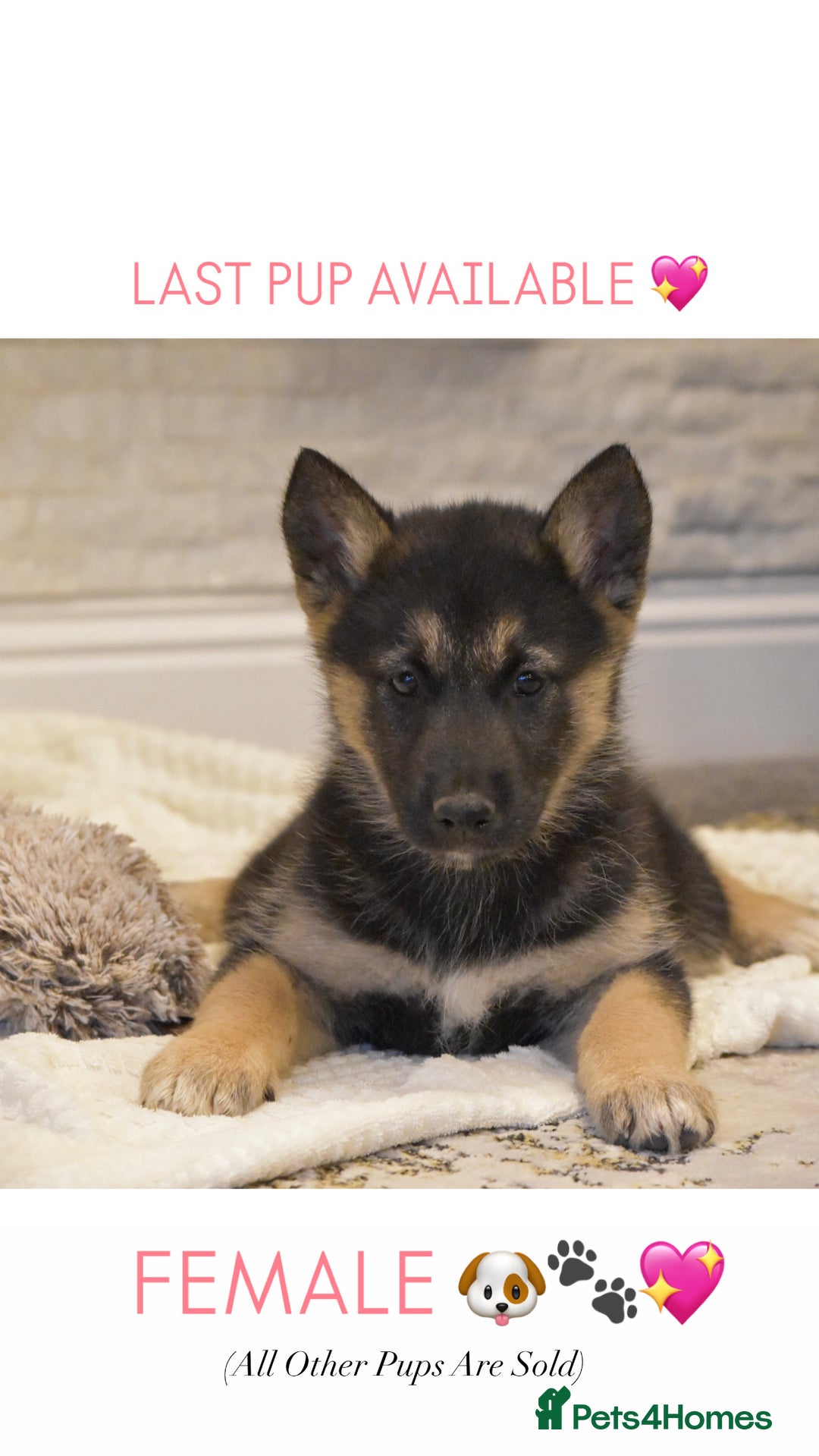 Siberian Husky dogs for sale: 🐾 Husky X German Shepherd Puppies 🐾 - Image 1