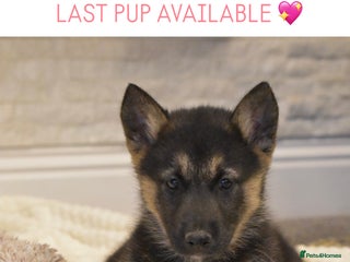 Siberian Husky dogs - Advert 3