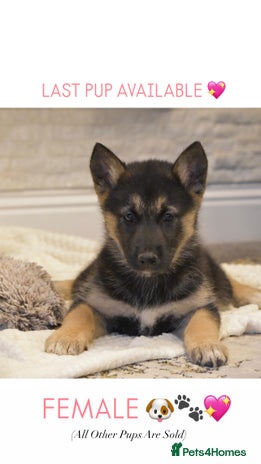 Siberian Husky dogs - Advert 3