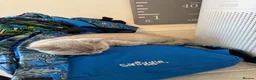 British Shorthair cats for sale: 💜 Lilac BSH Boys – Ready for Their Forever Homes in Dartford - Advert 36