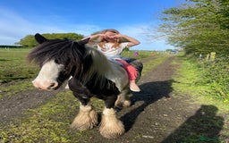 Irish Cob horses for sale: Mothers Dream - Advert 4