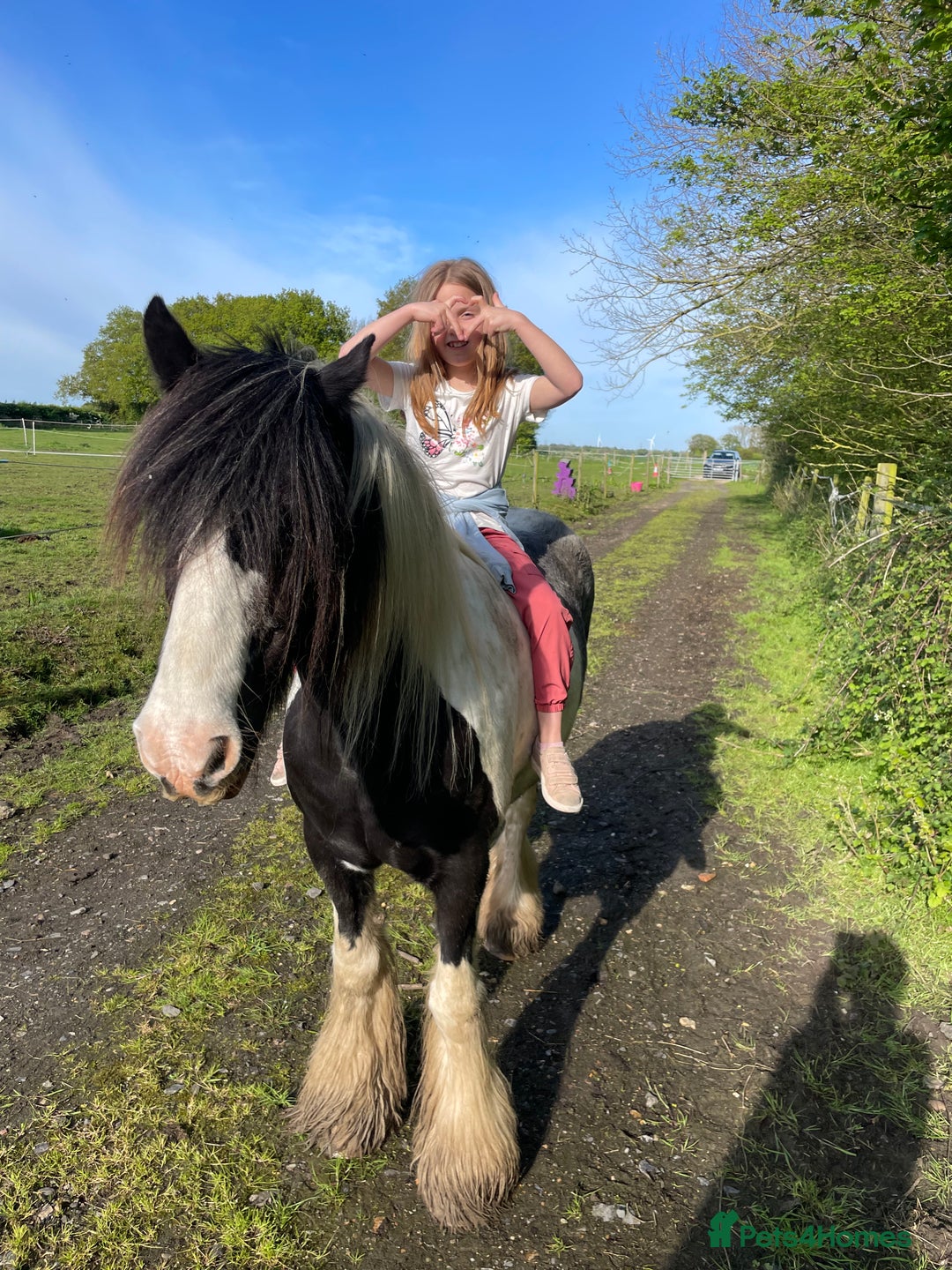 Irish Cob horses for sale: Mothers Dream - Advert 4