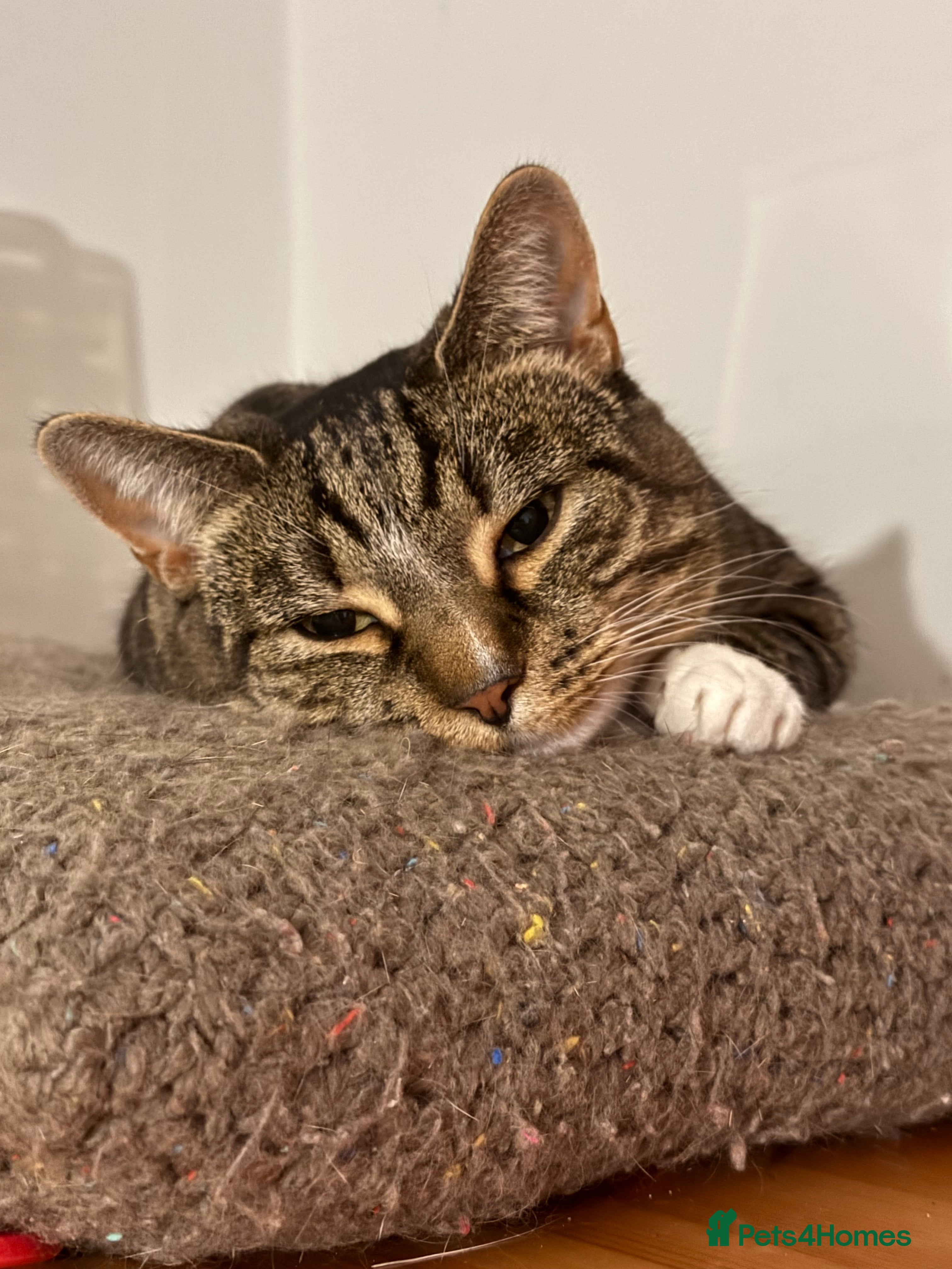 Mixed Breed cats 4 year old female cat-Daisy  - Advert 12