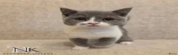 British Shorthair cats for sale: UPDATED PICS - GCCF REG BSH KITTENS - Advert 13