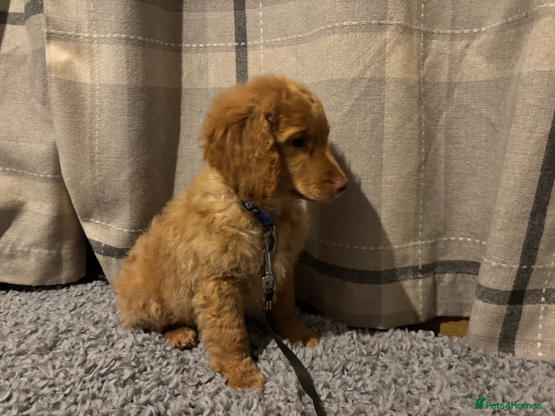 Cockapoo dogs for sale: 🐶8 Beautiful Cockapoo puppies🐶 - Advert 26