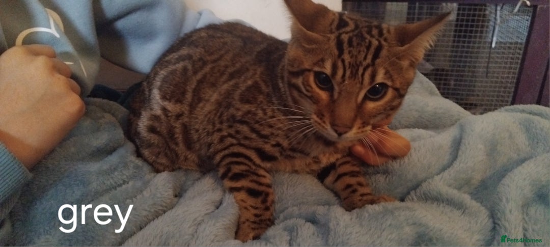 Bengal cats for sale: Bengal cats - Image 6