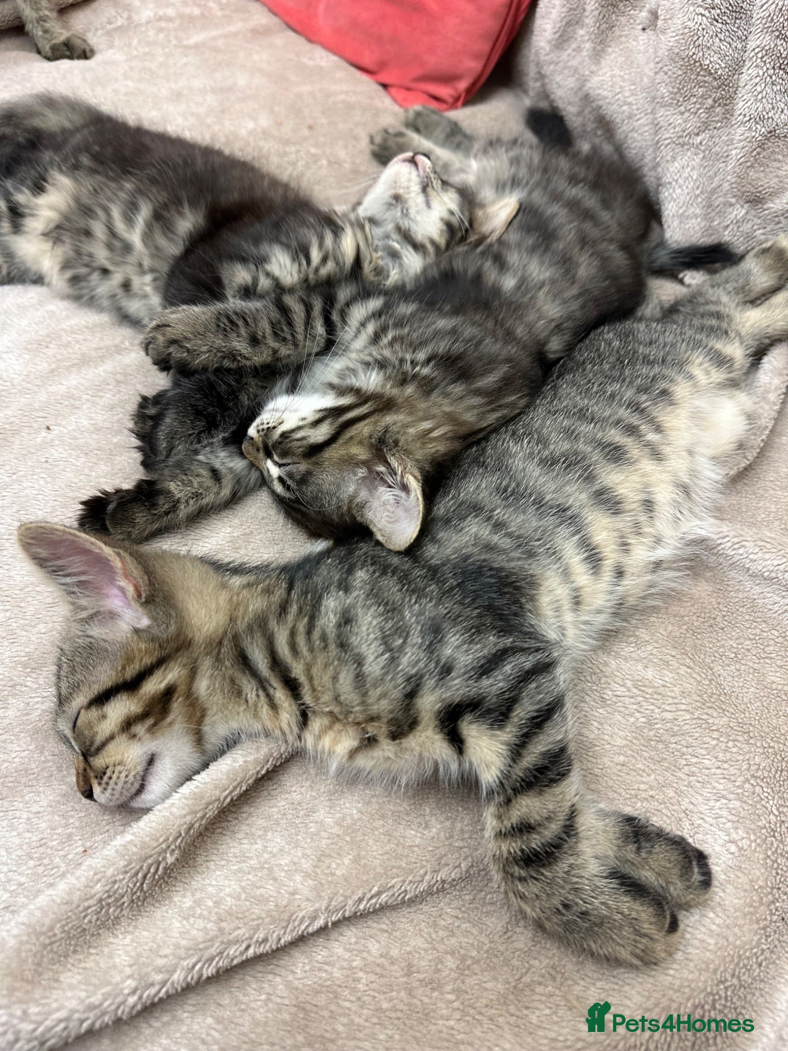 European cats Beautiful kittens 🐱 available now - Advert 2