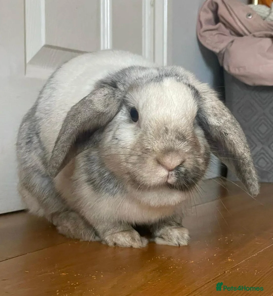 Mini Lop rabbits for sale: Loving Home Needed for Beautiful Rabbit 🐰 - Advert 1