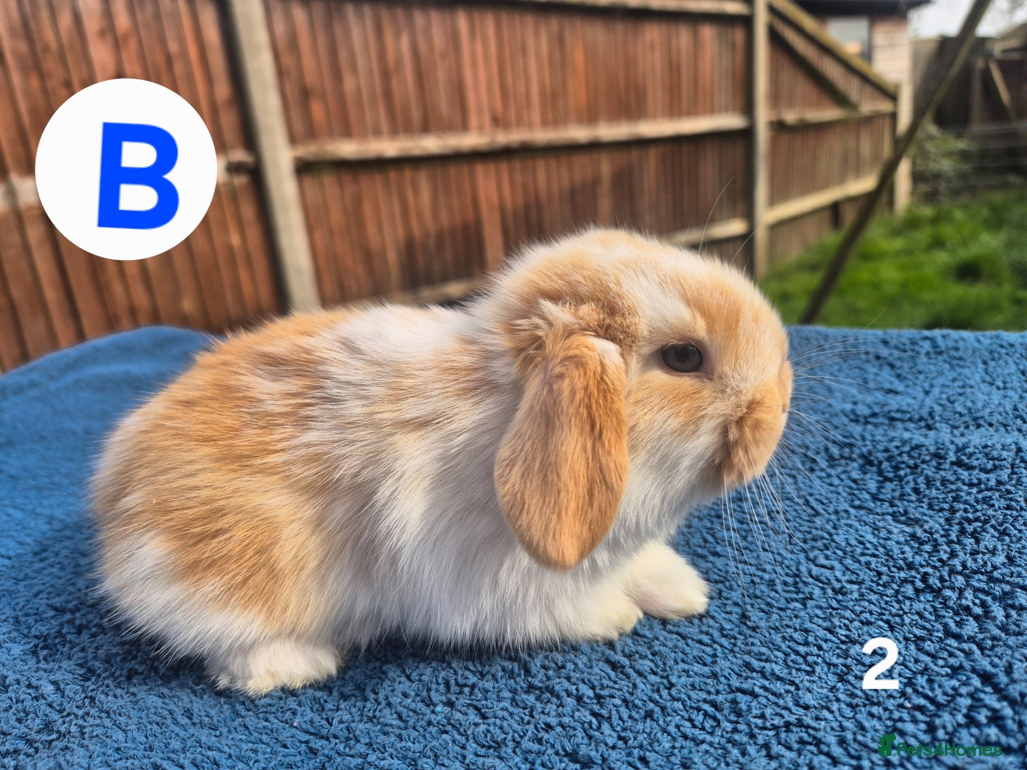Mini Lop rabbits 3 x litters of gorgeous mini lop babies - Advert 2