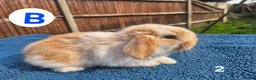 Mini Lop rabbits for sale: 3 x litters of gorgeous mini lop babies - Advert 5