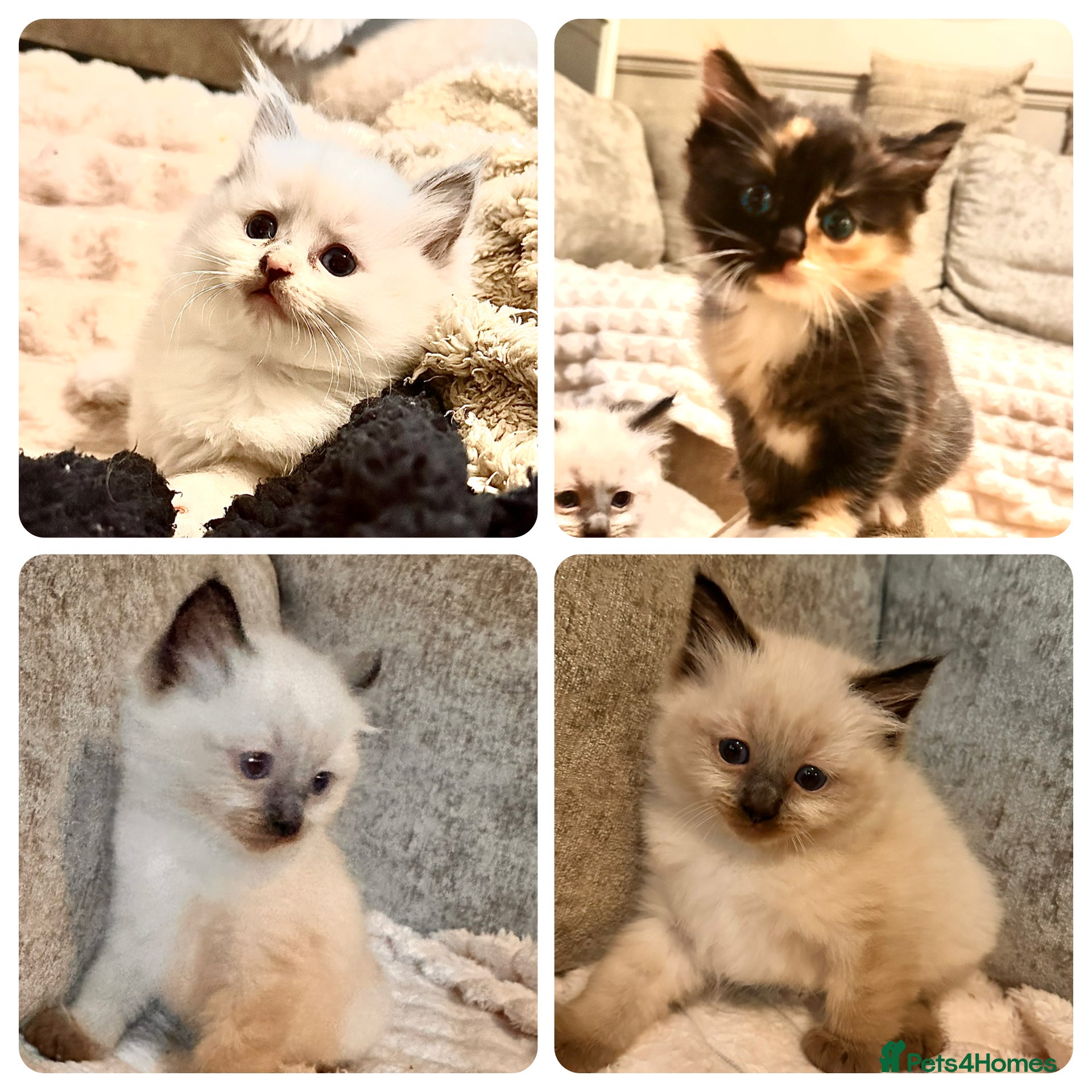 Ragdoll cats Calico Ragdoll Kittens - Advert 18