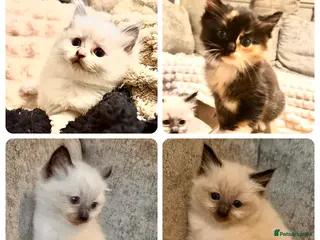 Ragdoll cats Calico Ragdoll Kittens - Advert 18