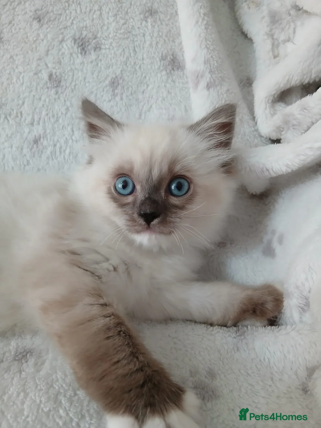 Munchkin cats for sale: Ragdoll kittens **READY NOW** 😍  - Advert 1