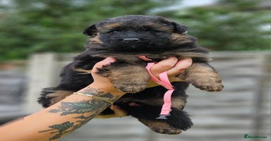 German Shepherd dogs - Advert 3