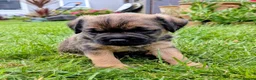 Border Terrier dogs for sale: Border Terrier Puppies - Advert 7
