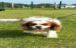 Cavalier King Charles Spaniel dogs for stud: Fully health tested proven Kc reg, multi gen clear in Wrexham - Image 32