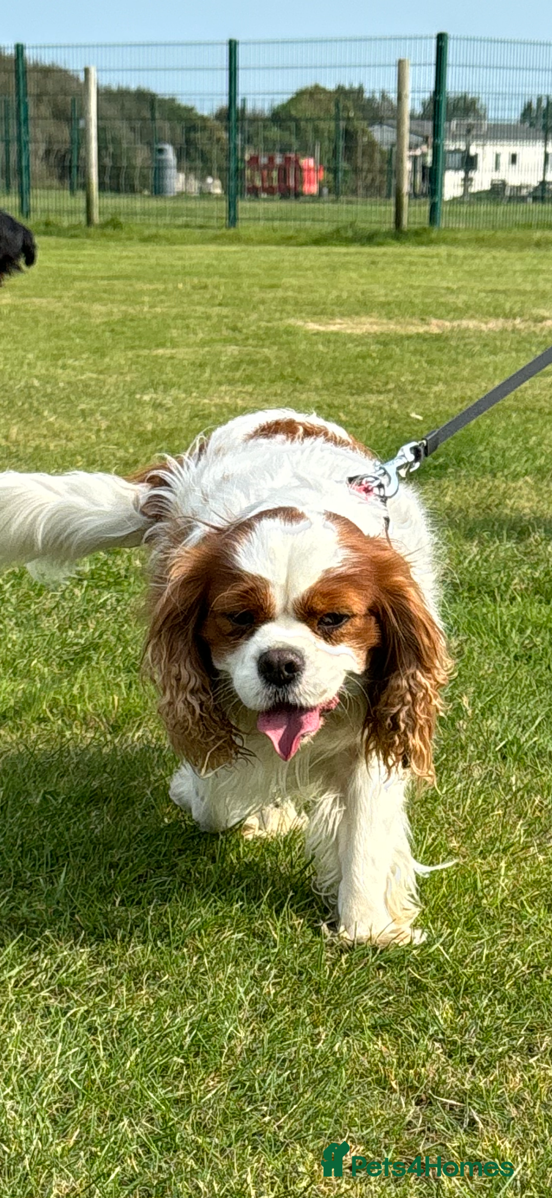 Cavalier King Charles Spaniel dogs for stud: Fully health tested proven Kc reg, multi gen clear in Wrexham - Image 32