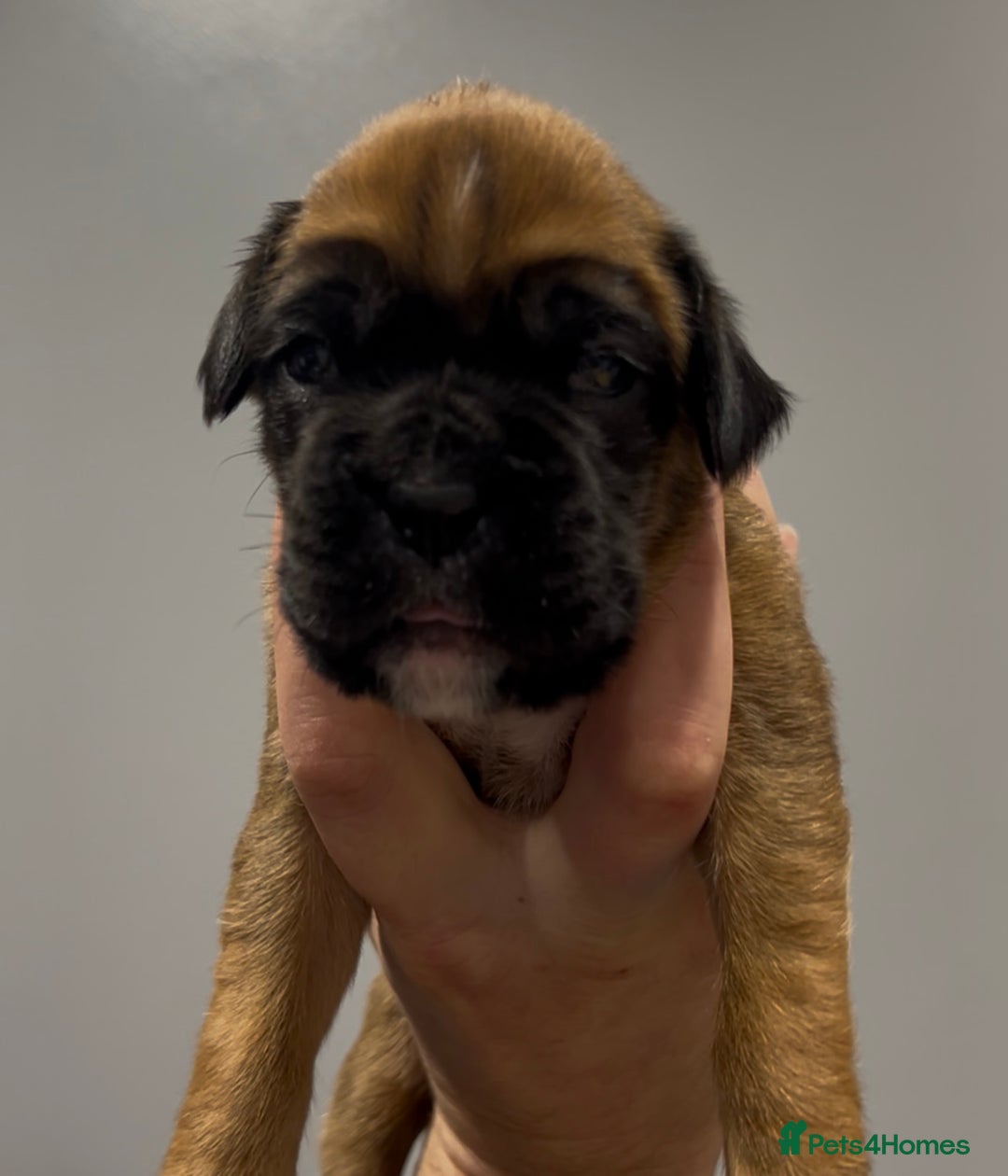 Boxer dogs for sale: 9 Beautiful Boxer Puppies - Pet Only  - Advert 38
