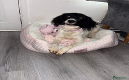 Sprollie dogs for sale: Female pup for sale  - Image 5
