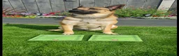 Belgian Shepherd Dog dogs for sale: Belgian Malinois puppies  in Hull - Advert 20