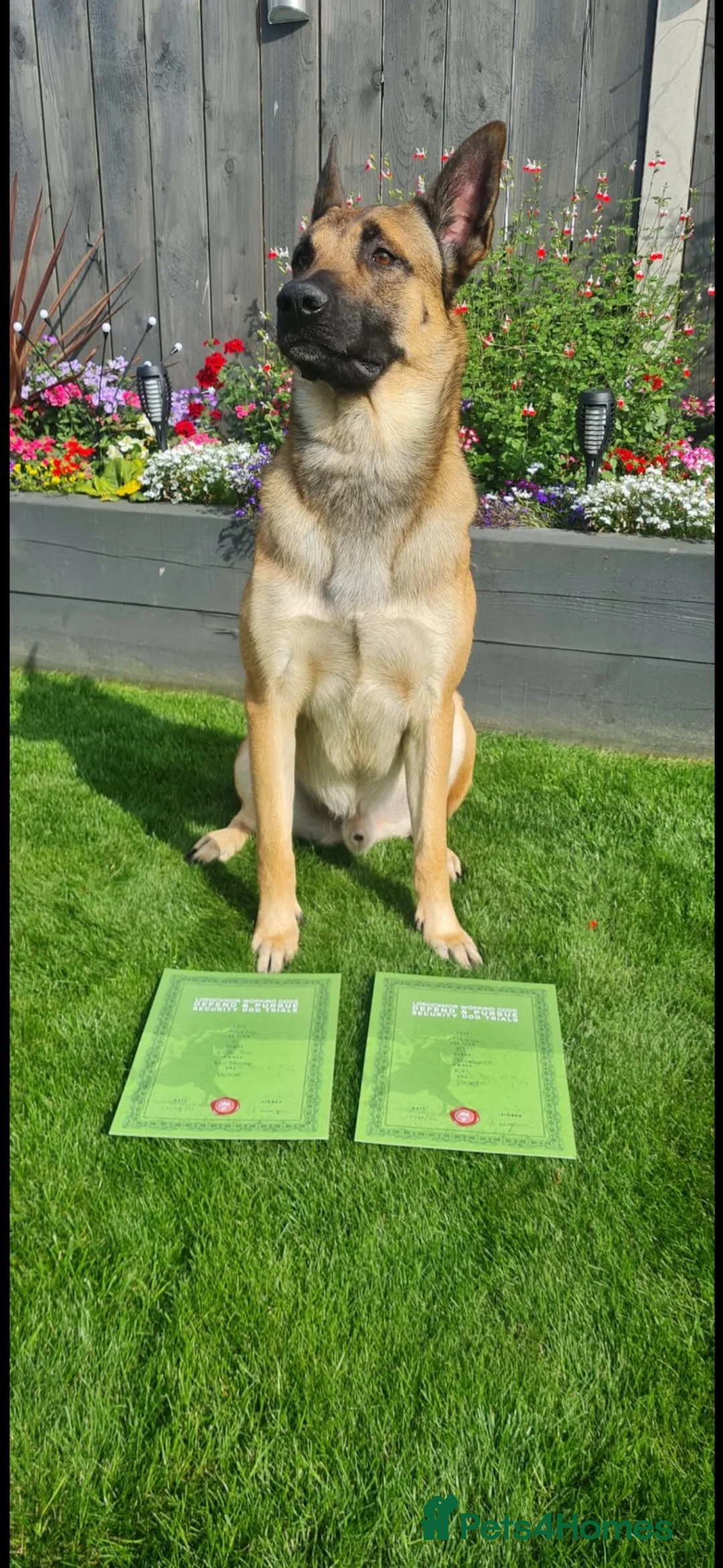 Belgian Shepherd Dog dogs for sale: Belgian Malinois puppies  in Hull - Advert 20