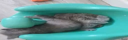 British Shorthair cats for sale: Beautiful British shorthair kittens  - Advert 9