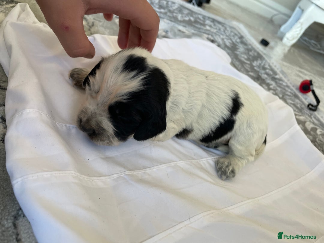 Cocker Spaniel dogs for sale: Healthy puppies - Image 16