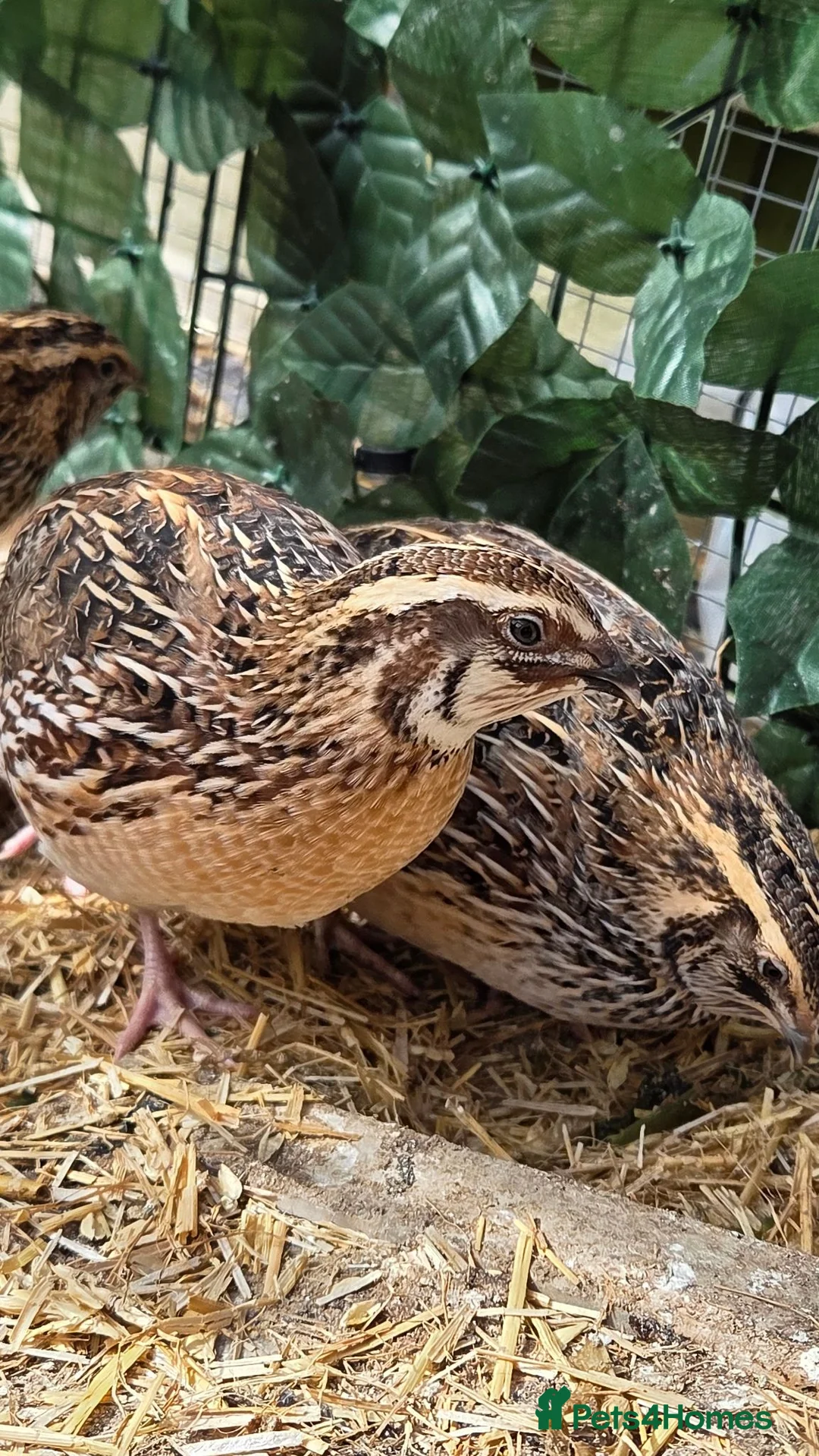 Quail poultry for sale: 4 female and 1 male quail house cage full set up in Lincoln - Advert 2
