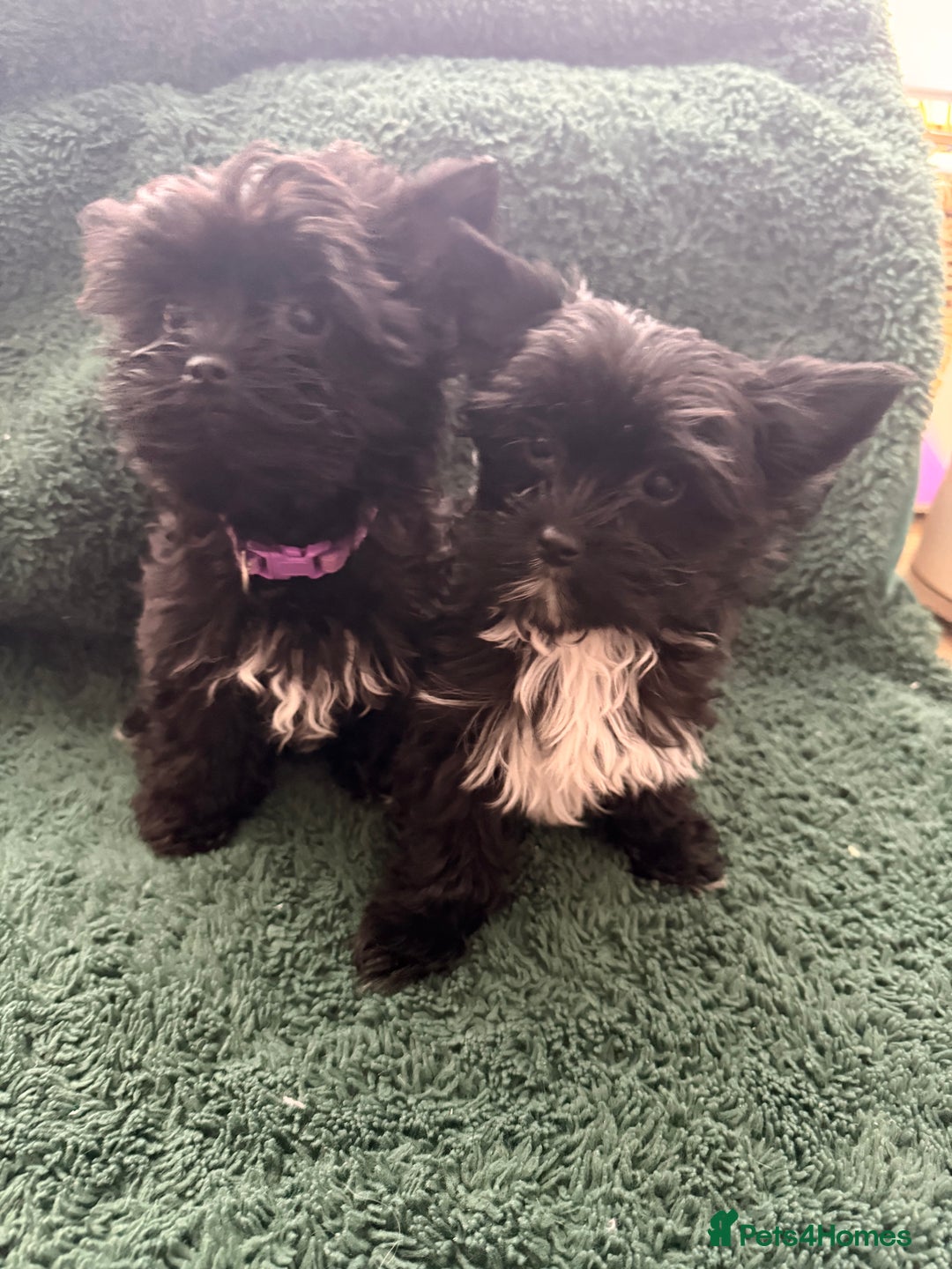 Yorkshire Terrier dogs for sale: 🐶🐶Black Yorkie  ready to rehome 🐶🐶 - Advert 3