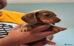 Dachshund dogs for sale: Our dwarf sausages are looking for a family🙃 - Image 17