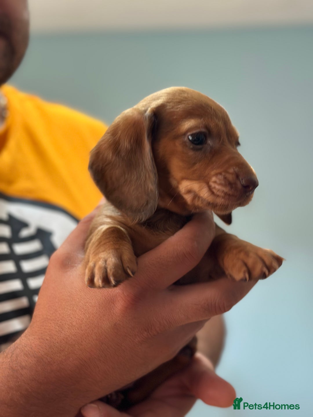 Dachshund dogs for sale: Our dwarf sausages are looking for a family🙃 - Image 17
