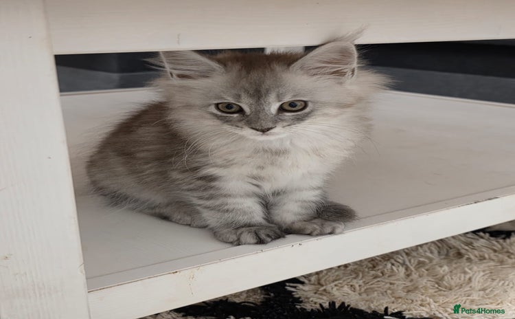 Maine Coon cats - Advert 1