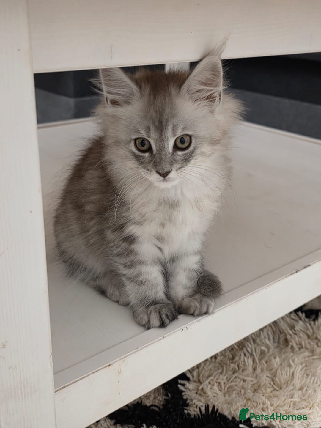 Maine Coon cats for sale: 💕💕💕5 Amazing Maine Coon kittens💕💕💕  - Image 9