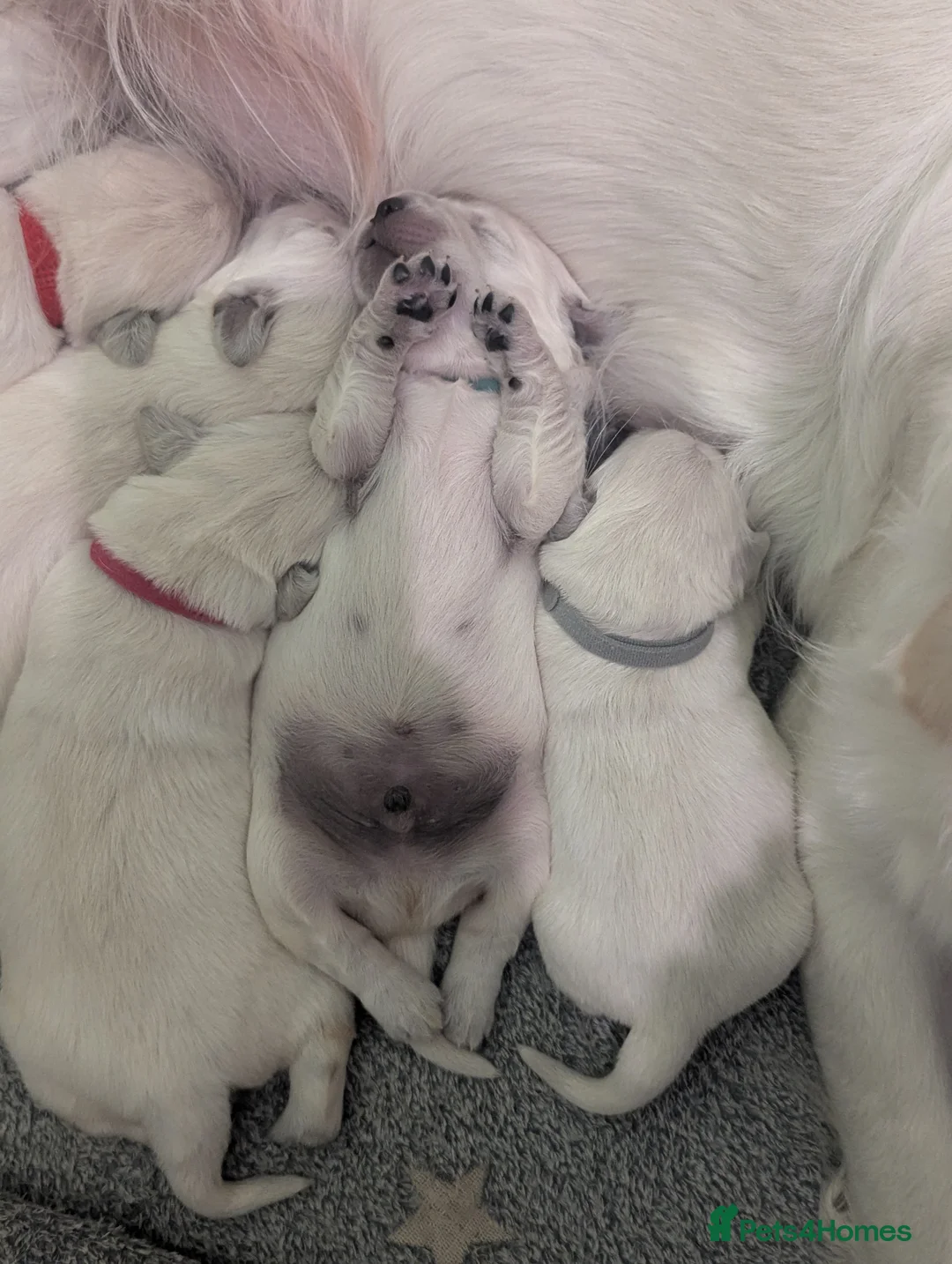 Golden Retriever dogs for sale: 🐾6  Golden Retriever Puppies! 🐾 - Advert 20