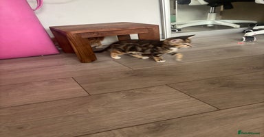Mixed Breed cats - Advert 6