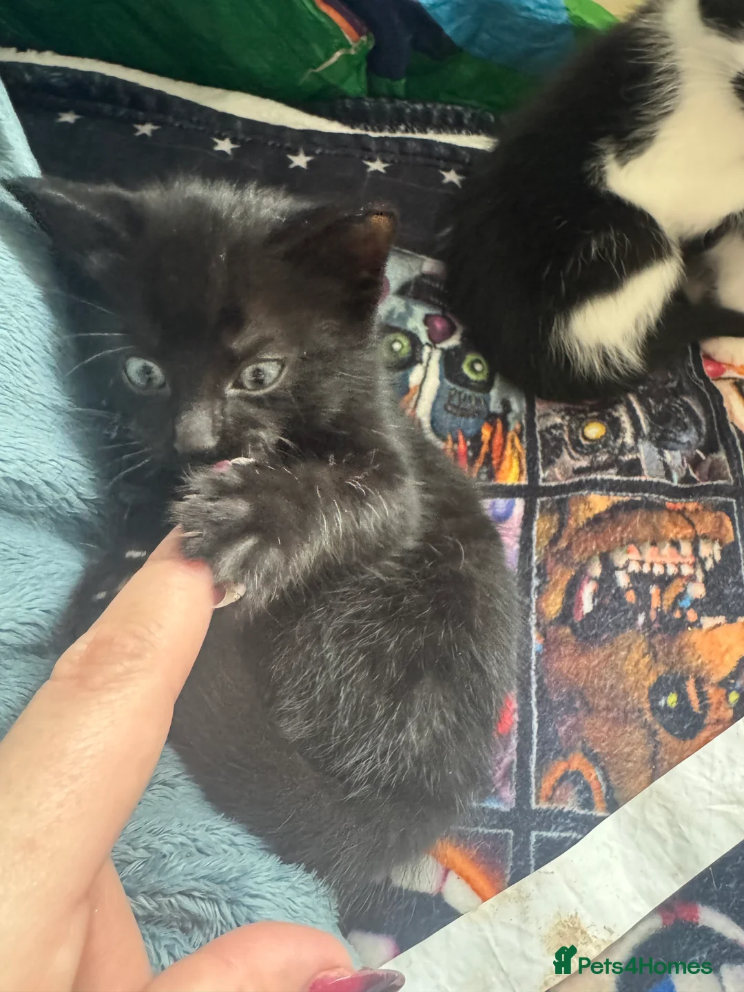 Domestic Shorthair cats for sale: 2 males 1 female kittens 8 weeks old 21/02/26  - Advert 5