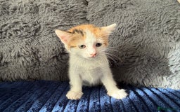 Mixed Breed cats for sale: Adorable Kittens Ready for Their Forever Homes!  - Image 6