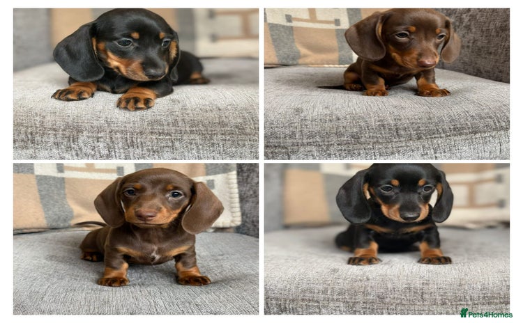 Miniature Dachshund dogs - Advert 13